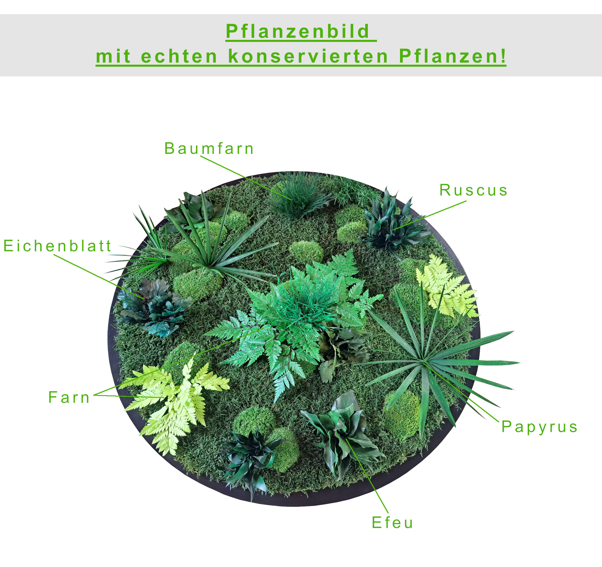 Pflanzenbild rund - Größen von Ø 40cm bis Ø 100cm