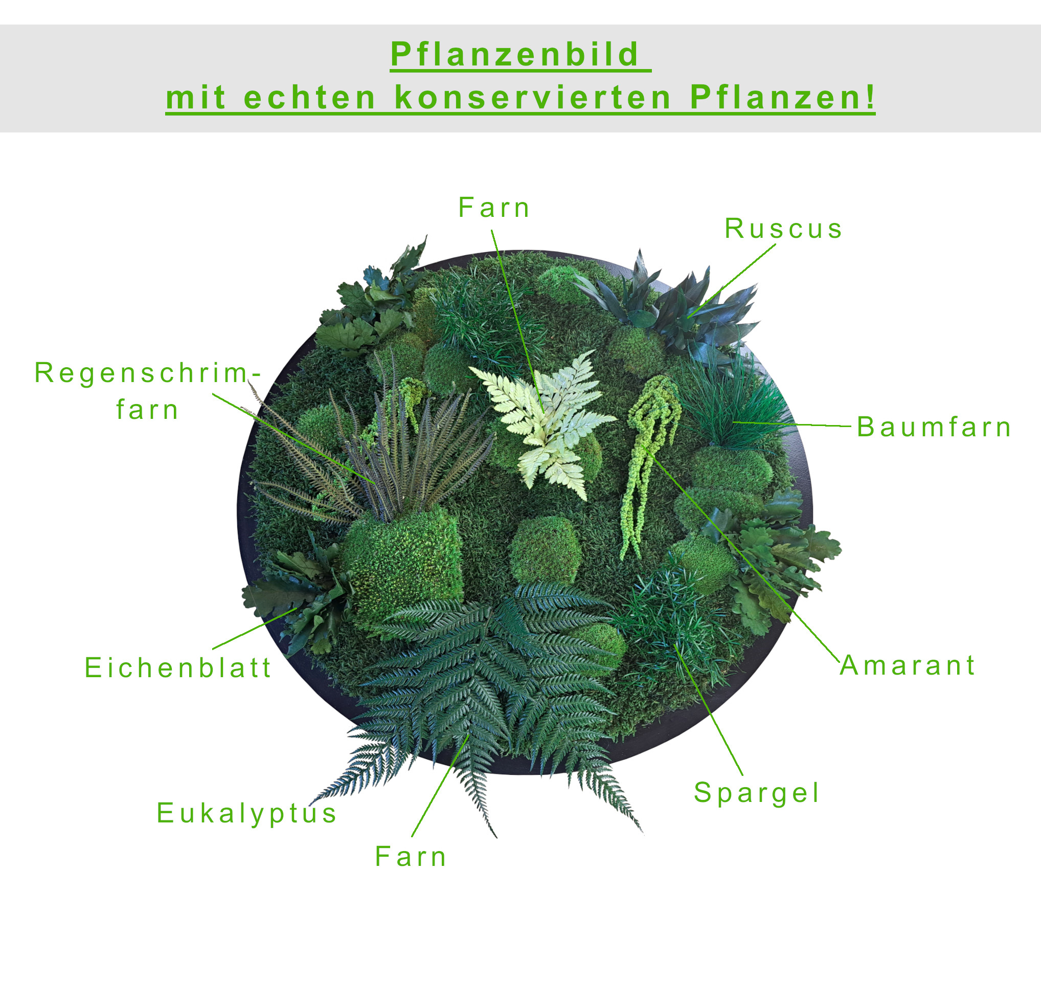 Pflanzenbild rund - Größen von Ø 40cm bis Ø 100cm 
