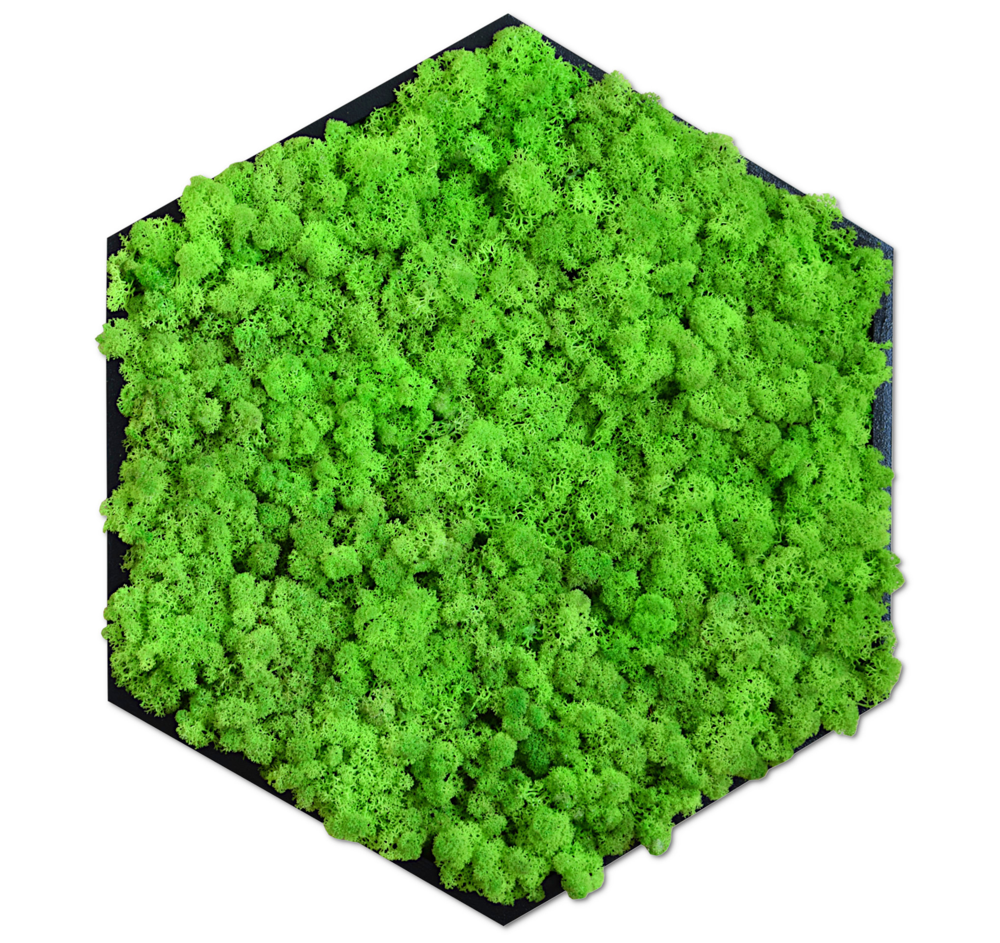Islandmoosbild Hexagon - Größen von Ø 40cm bis Ø 100cm 