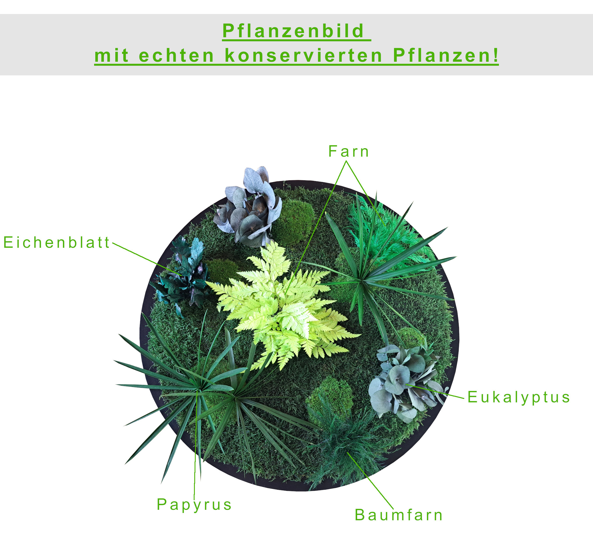 Pflanzenbild rund - Größen von Ø 40cm bis Ø 100cm