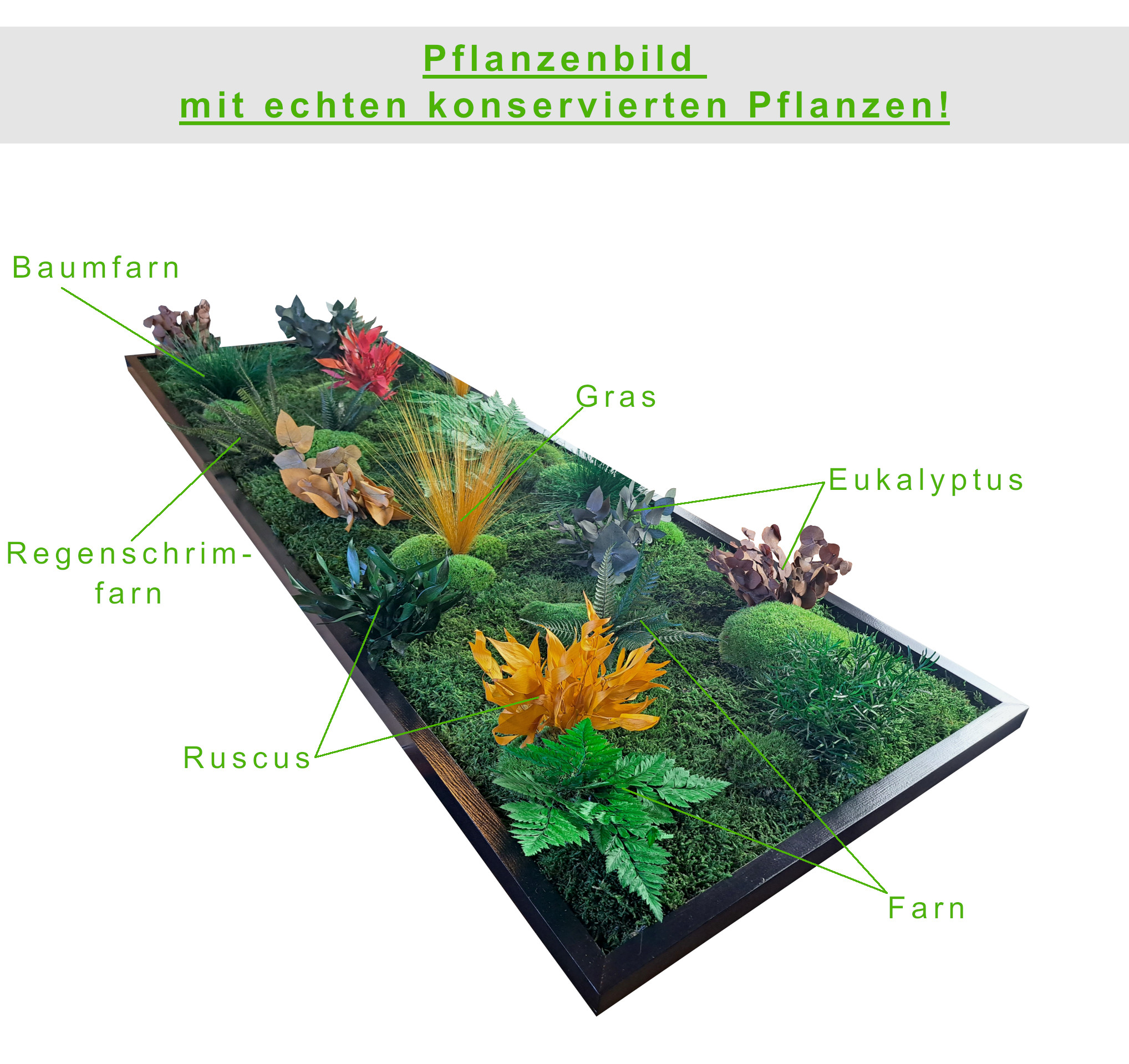 Pflanzenbild - Größen von 80x40cm bis 180x60cm 